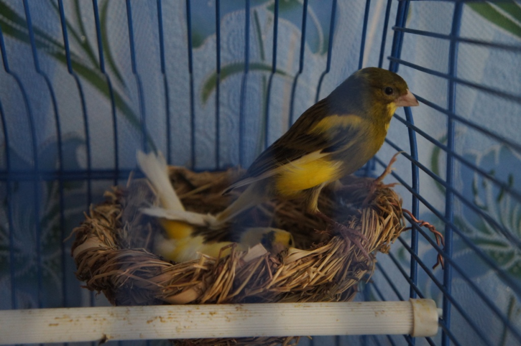 Певчий кенарь Мальчик и на яйцах самка Цу Певчий кенарь Мальчик и на яйцах самка Цу