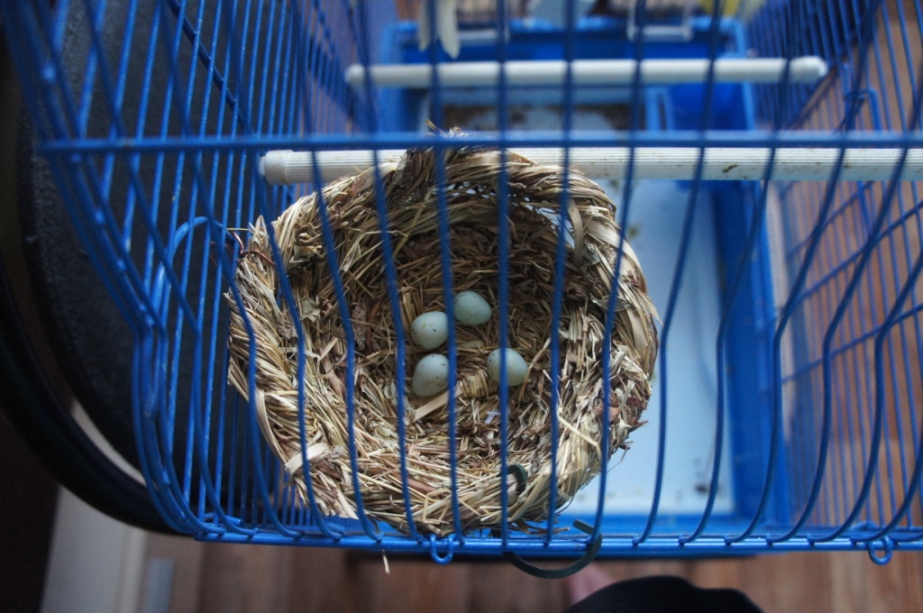 Яйца канареек Яйца канареек