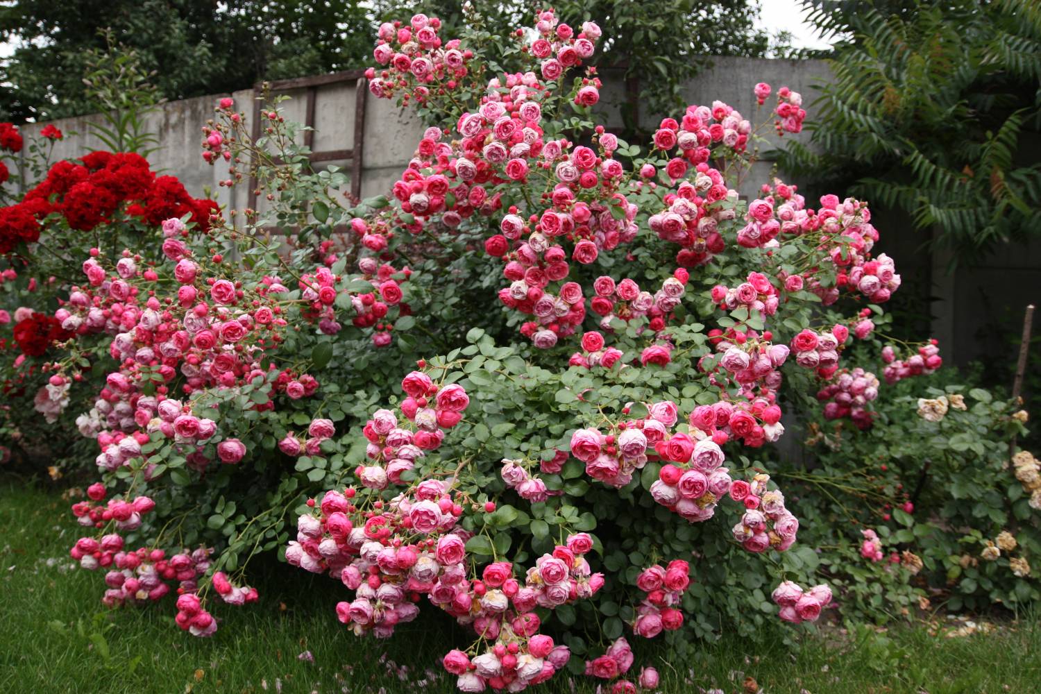 Сбор заказов. Благородные красовицы! Оригинальные, лицензионные розы Interplant, Tantau, Lens, Kordes, Meilland и много,много других! Дешево??! Естественно! А еще очень красиво и заманчиво! Сбор заказов. Благородные красовицы! Оригинальные, лицензионные розы Interplant, Tantau, Lens, Kordes, Meilland и много,много других! Дешево??! Естественно! А еще очень красиво и заманчиво!