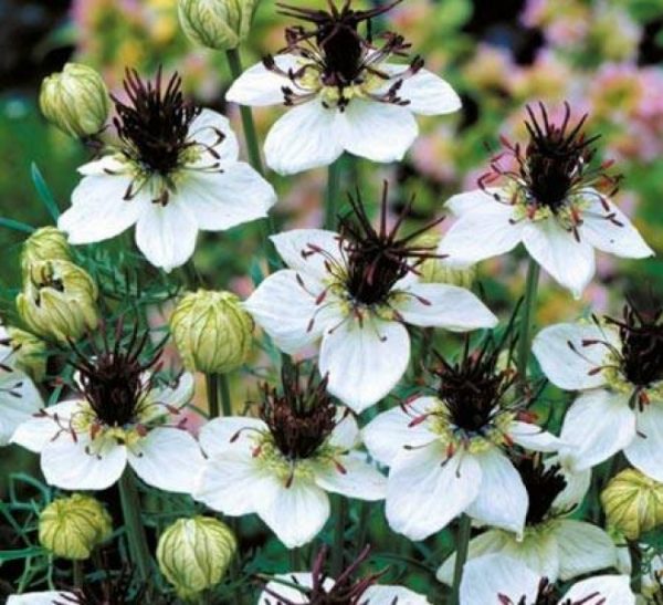 Рекомендации по выбору тминного масла Рекомендации по выбору тминного масла