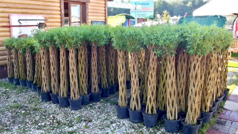 Сбор заказов. Эксклюзив от которого захватывает дух и воображение! Живые плетеные деревья из Ивушки! Такая неприхотливая красавица определенно должна быть у каждого!!!! Сбор заказов. Эксклюзив от которого захватывает дух и воображение! Живые плетеные деревья из Ивушки! Такая неприхотливая красавица определенно должна быть у каждого!!!!