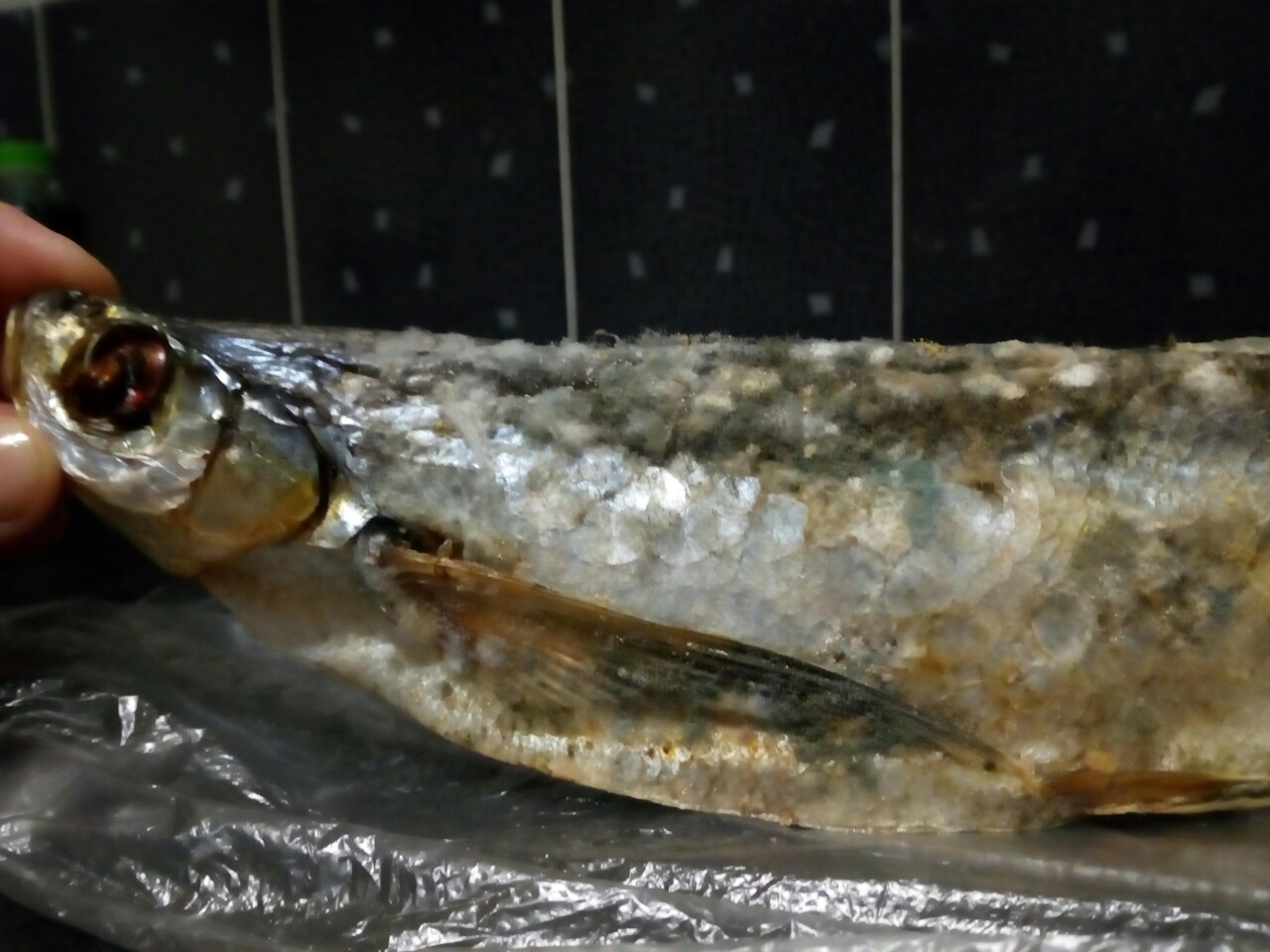 Рыба с прекрасными ценами Рыба с прекрасными ценами