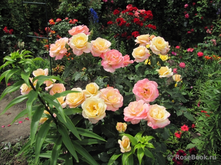 Сбор заказов. Самые не убиваемые саженцы великолепных роз!!! Более 300 сортов на Ваш выбор. И просто неприлично низкие цены! А в этом выкупе еще и умопомрачительные новинки, но в ограниченном количестве!!! Выкуп 9. Сбор заказов. Самые не убиваемые саженцы великолепных роз!!! Более 300 сортов на Ваш выбор. И просто неприлично низкие цены! А в этом выкупе еще и умопомрачительные новинки, но в ограниченном количестве!!! Выкуп 9.