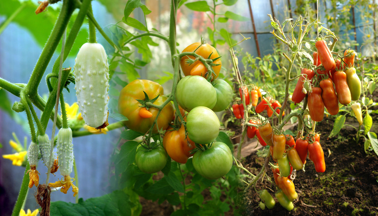 НАША ЭКЗОТИКА. В данной коллекции собраны необычные овощные культуры. НАША ЭКЗОТИКА. В данной коллекции собраны необычные овощные культуры.