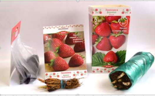 В питомнике ПОИСКа самый большой ассортимент земляники садовой из представленных на российском рынке компаний. В питомнике ПОИСКа самый большой ассортимент земляники садовой из представленных на российском рынке компаний.