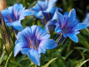 Cбор до 25.02. Экспресс. Декоративные растения, земляника. Аквариумные растения. Новинки клонального микроразмножения. Cбор до 25.02. Экспресс. Декоративные растения, земляника. Аквариумные растения. Новинки клонального микроразмножения.