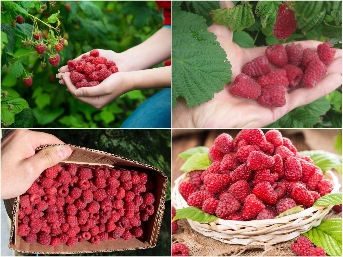 Сбор заказов. Кто за ягодами?! Саженцы малины, ежевики, голубики, клюквы, земляники, йошты, актинидии, жимолости, облепихи, гумми и многое другое! Повторяем любимый сбор! Выкуп 6. Сбор заказов. Кто за ягодами?! Саженцы малины, ежевики, голубики, клюквы, земляники, йошты, актинидии, жимолости, облепихи, гумми и многое другое! Повторяем любимый сбор! Выкуп 6.