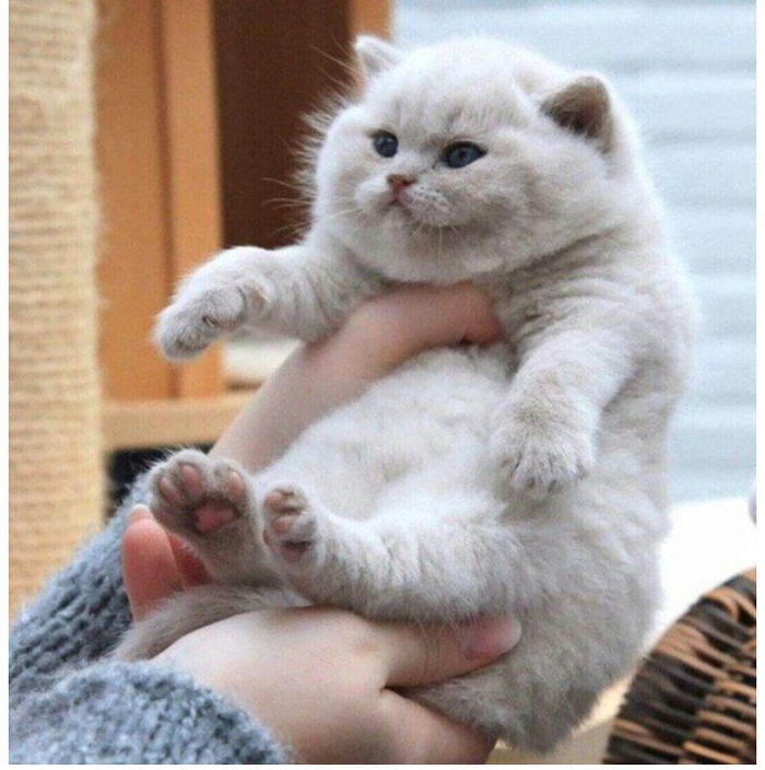 Иногда кость пушистая с детства Иногда кость пушистая с детства