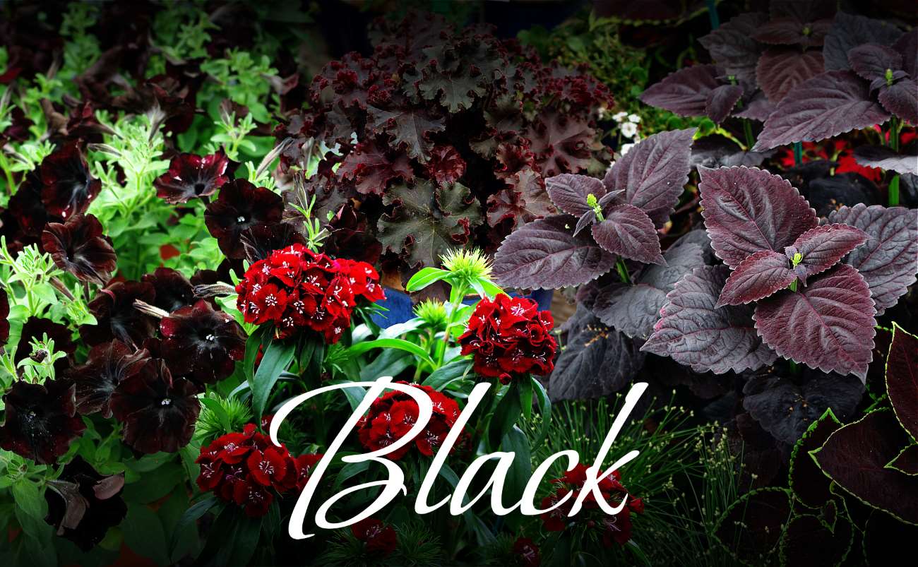 Цветы серии Блэк! Цветы серии Блэк!