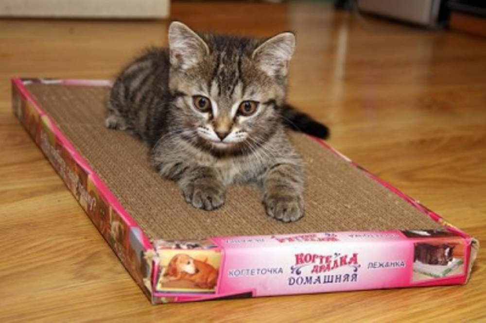 Сбор до 08.04. Когтеточка для котов, кошек и котят - порадуйте своего любимца. Решение всех проблем с ободранной мебелью, коврами, обоями-75 Сбор до 08.04. Когтеточка для котов, кошек и котят - порадуйте своего любимца. Решение всех проблем с ободранной мебелью, коврами, обоями-75