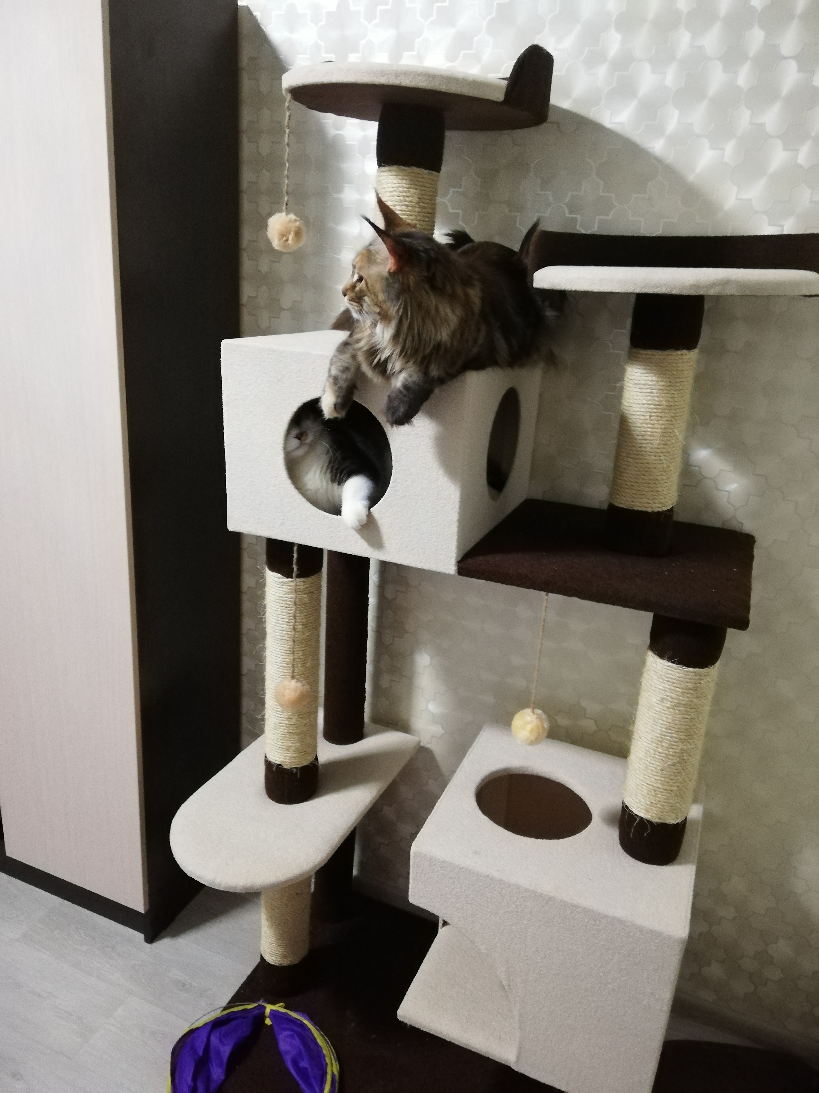 Сбор до 08.04. Домики, Лежанки, Переноски, Вольеры и клетки. Антицарапки, игрушки, шлейки. Когтеточки, Домики, Комплексы для кошек, Лесенки и Диваны для собак - Фабрика Усатый дом-68 Сбор до 08.04. Домики, Лежанки, Переноски, Вольеры и клетки. Антицарапки, игрушки, шлейки. Когтеточки, Домики, Комплексы для кошек, Лесенки и Диваны для собак - Фабрика Усатый дом-68