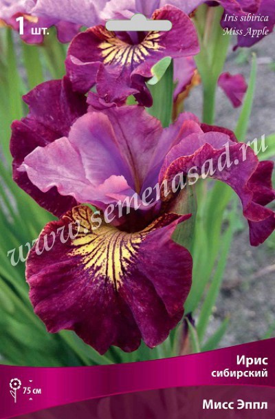 Богатейший выбор ирисов! Богатейший выбор ирисов!