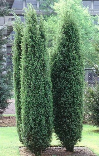 Можжевельник обыкновенный Хиберника подходит как для одиночной посадки, так и для живой изгороди. При помощи стрижки из него создаются садовые скульптуры самых разных форм! Можжевельник обыкновенный Хиберника подходит как для одиночной посадки, так и для живой изгороди. При помощи стрижки из него создаются садовые скульптуры самых разных форм!