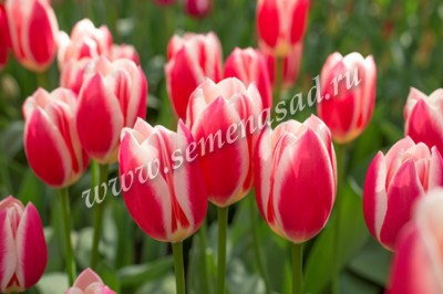 Сделала подборку по мировым новинкам тюльпанов 2018 и 2019 г., которые можно заказать уже сейчас! Посмотрите какое богатство форм и оттенков! Сделала подборку по мировым новинкам тюльпанов 2018 и 2019 г., которые можно заказать уже сейчас! Посмотрите какое богатство форм и оттенков!