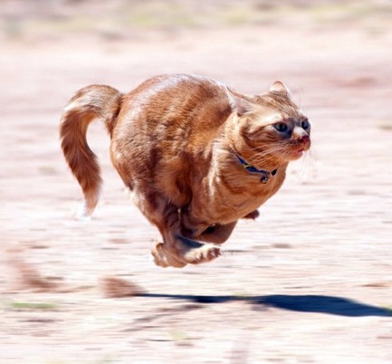 Когда позвали КУШАТЬ Когда позвали КУШАТЬ