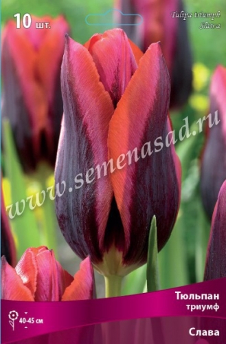 Тюльпан Триумф Слава - темно-бордовый с оранжево-розовым краем. Необычный и загадочный! Тюльпан Триумф Слава - темно-бордовый с оранжево-розовым краем. Необычный и загадочный!