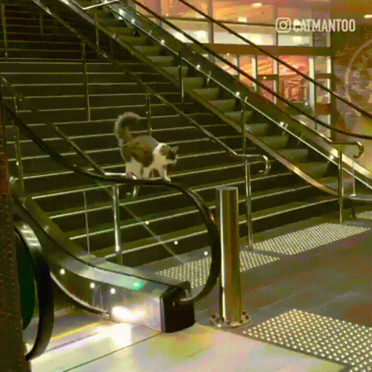 Котик, гуляющий сам по себе Котик, гуляющий сам по себе