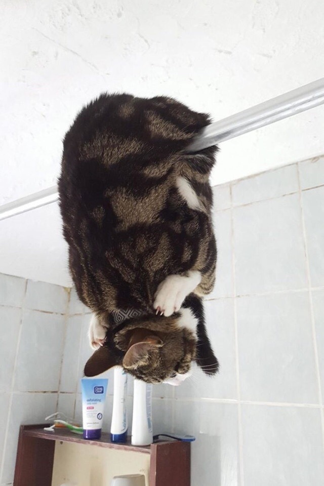 Необъяснимая и беспощадная кошачья логика, которую нам не дано понять. Необъяснимая и беспощадная кошачья логика, которую нам не дано понять.