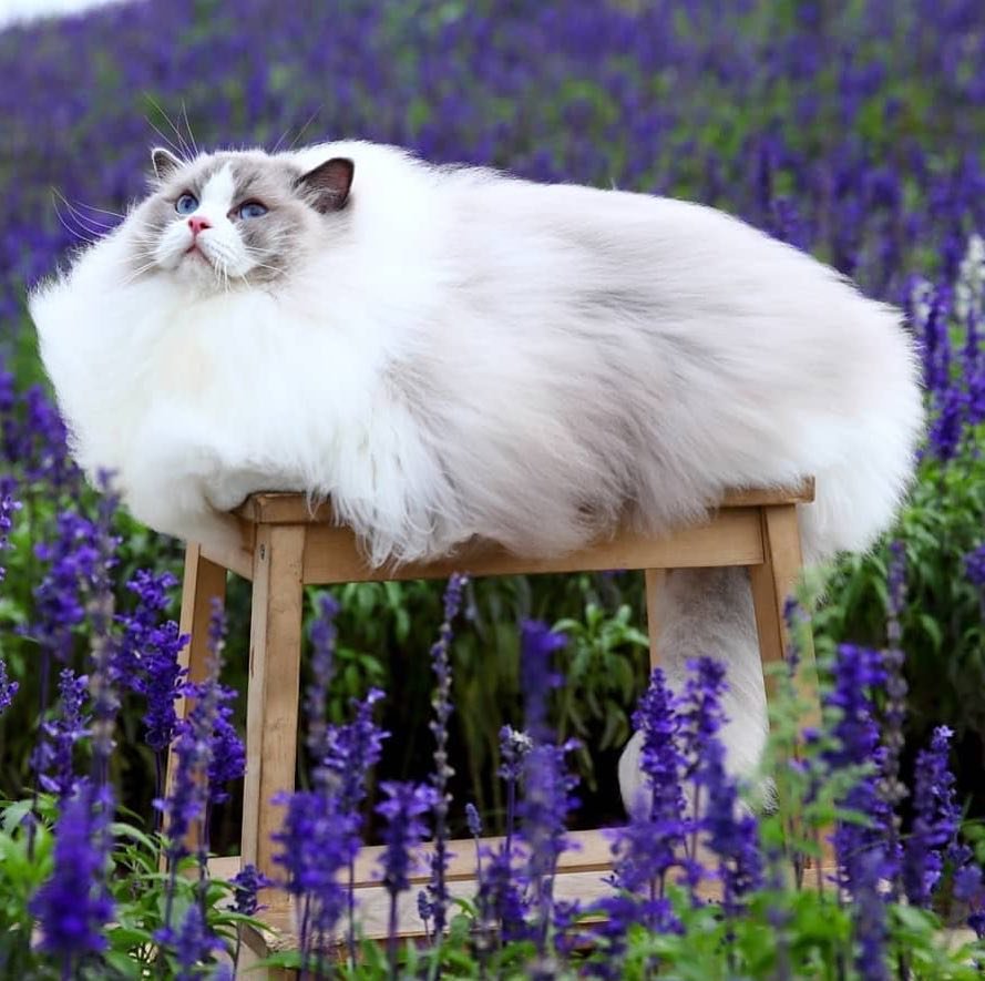 Большое облако Большое облако