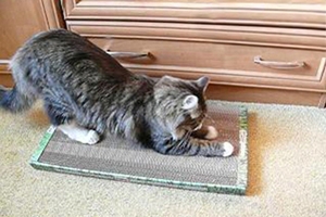 Сбор до 09.06. Когтеточка для котов, кошек и котят - порадуйте своего любимца. Решение всех проблем с ободранной мебелью, коврами, обоями-77 Сбор до 09.06. Когтеточка для котов, кошек и котят - порадуйте своего любимца. Решение всех проблем с ободранной мебелью, коврами, обоями-77