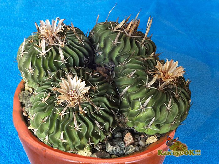 Ищу компанию для заказа семян кактусов и суккулентов Ищу компанию для заказа семян кактусов и суккулентов