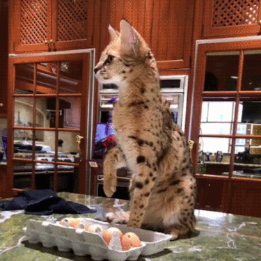 Кот, воспитанный кобрами Кот, воспитанный кобрами