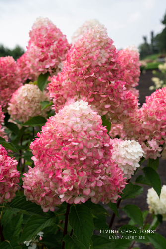 Сбор заказов до 7 июля. Гортензии метельчатые, древовидные, черешковые с ОКС и новинки в горшочках от компании Плант*маркет. Предзаказ на весну 2020 года. Сбор заказов до 7 июля. Гортензии метельчатые, древовидные, черешковые с ОКС и новинки в горшочках от компании Плант*маркет. Предзаказ на весну 2020 года.