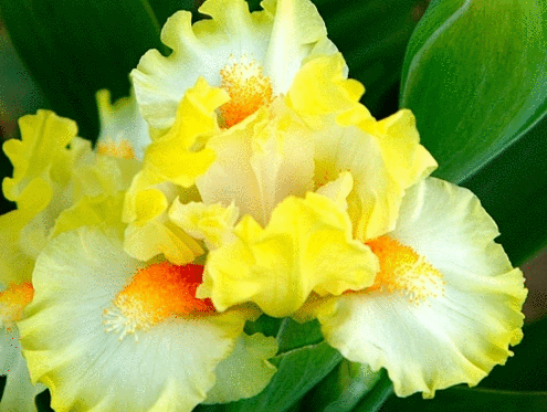 Сбор заказов до 30.06. Ирисовый сад. Ирисы из российского питомника от бюджетных до коллекционных. Предзаказ на лето 2019/4 Сбор заказов до 30.06. Ирисовый сад. Ирисы из российского питомника от бюджетных до коллекционных. Предзаказ на лето 2019/4