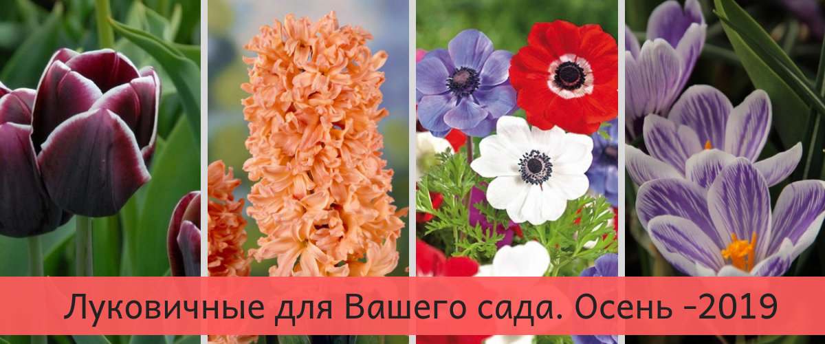 Сбор заказов. Луковичные осень. Собираем крокусы, тюльпаны, гиацинты,анемоны, нарциссы,рябчики. Выкуп осень 2019 -1 Сбор заказов. Луковичные осень. Собираем крокусы, тюльпаны, гиацинты,анемоны, нарциссы,рябчики. Выкуп осень 2019 -1