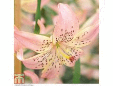 Сбор заказов до 7.07. Всё в наличии. Лилии в горшках 0,8 л, декоративные многолетники, пряные и лечебные травы Сбор заказов до 7.07. Всё в наличии. Лилии в горшках 0,8 л, декоративные многолетники, пряные и лечебные травы