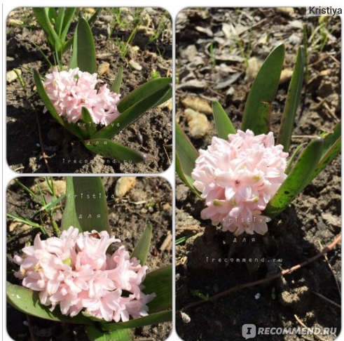 Гиацинт садовый Чайна Пинк это сама нежность! Сажаем осенью, а весной наслаждаемся прекрасным ароматом! Гиацинт садовый Чайна Пинк это сама нежность! Сажаем осенью, а весной наслаждаемся прекрасным ароматом!