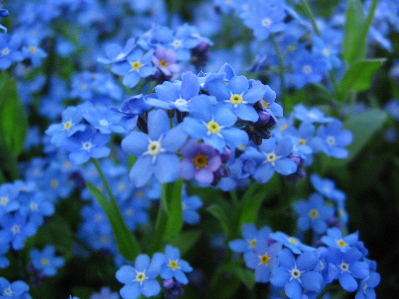 Сбор заказов. Декоративные растения с частого хозяйства Gardenia, украшение для Вашего сада. Выкуп 8. Сбор заказов. Декоративные растения с частого хозяйства Gardenia, украшение для Вашего сада. Выкуп 8.