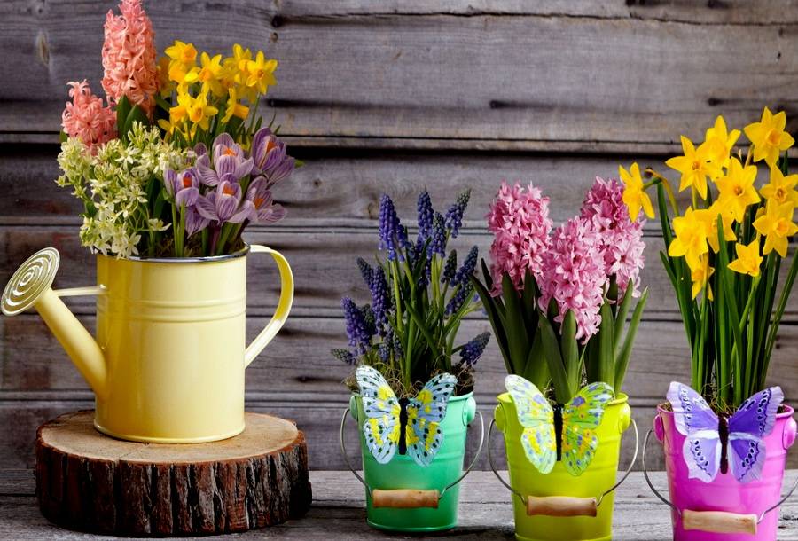 Добираем рядочки по луковичным и многолетникам на осень! СТОП уже в четверг! Добираем рядочки по луковичным и многолетникам на осень! СТОП уже в четверг!