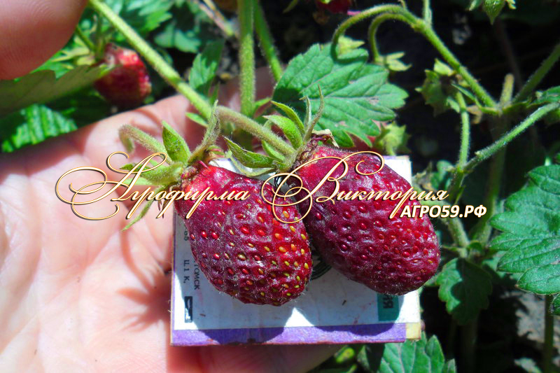 ЗЕМКЛУНИКА - что за чудо ягода? Пока она редкий гость в садах, но её популярность растет! ЗЕМКЛУНИКА - что за чудо ягода? Пока она редкий гость в садах, но её популярность растет!