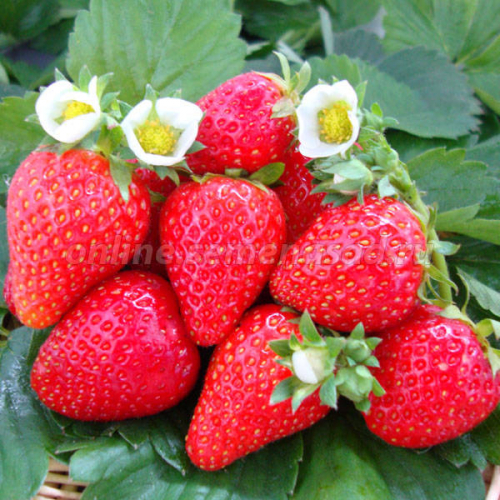 ПРИСТРОЙ ЗЕМЛЯНИКИ САДОВОЙ в горшочках Р9! РАЗДАЧИ НА СЛЕДУЮЩЕЙ НЕДЕЛЕ! ПРИСТРОЙ ЗЕМЛЯНИКИ САДОВОЙ в горшочках Р9! РАЗДАЧИ НА СЛЕДУЮЩЕЙ НЕДЕЛЕ!