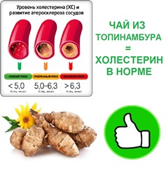 Чай из топинамбура = холестерин в норме! Чай из топинамбура = холестерин в норме!