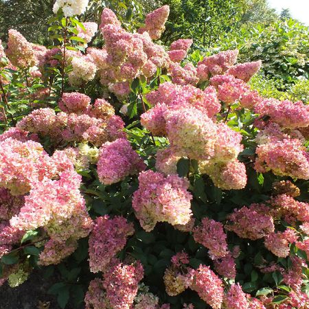 Сбор заказов. Павловский лимон и мандарин, гортензия, туя и многое другое -14. Сбор заказов. Павловский лимон и мандарин, гортензия, туя и многое другое -14.