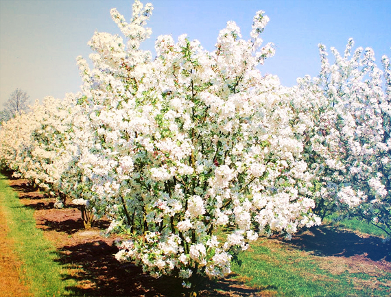 Экспресс сбор до 27.08. Саженцы плодовых деревьев и кустарников. Тот самый Мичуринский питомник! Осень 19. Выкуп 2. Экспресс сбор до 27.08. Саженцы плодовых деревьев и кустарников. Тот самый Мичуринский питомник! Осень 19. Выкуп 2.