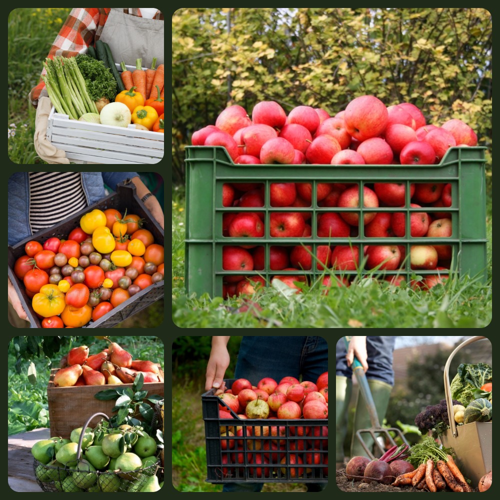 СОБИРАЕМ УРОЖАЙ! СОБИРАЕМ УРОЖАЙ!