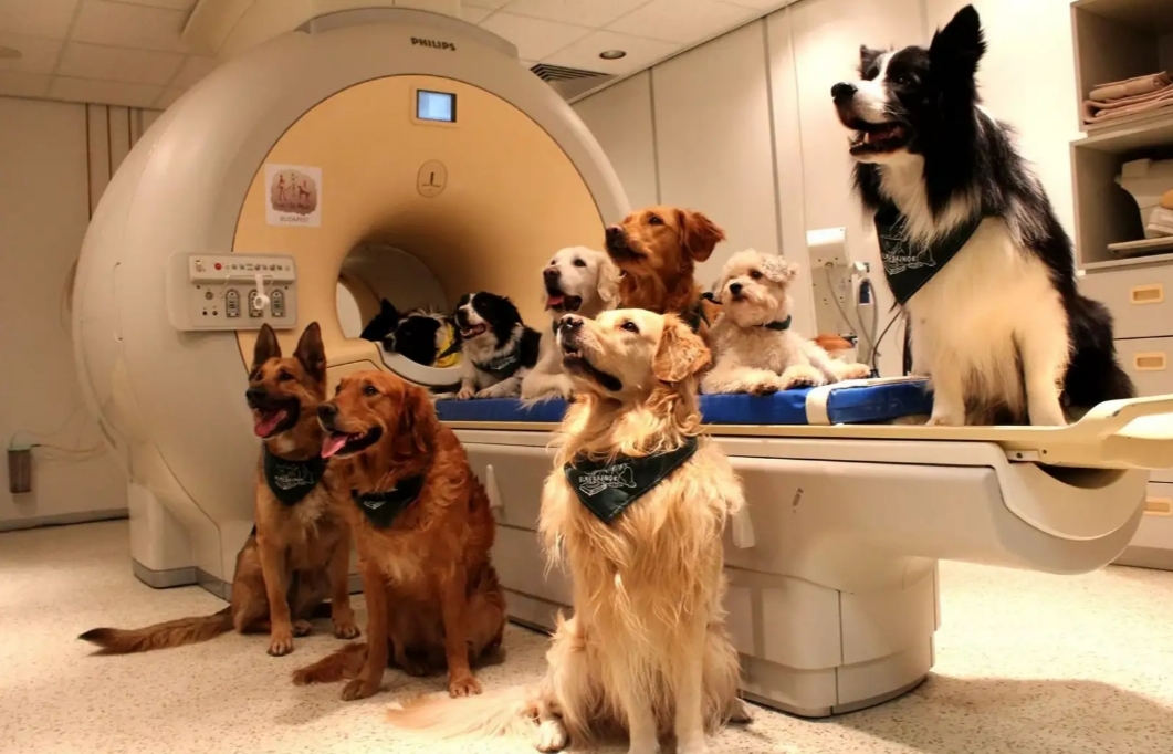 Уровень собаки... Уровень собаки...