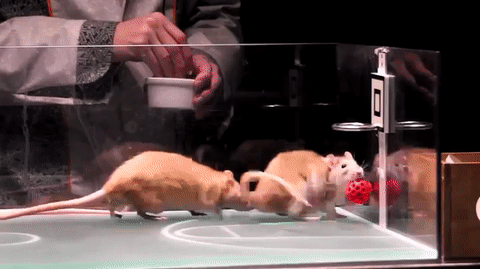 Koгдa сразу видно что матч договорной и игроки прикормленные Koгдa сразу видно что матч договорной и игроки прикормленные