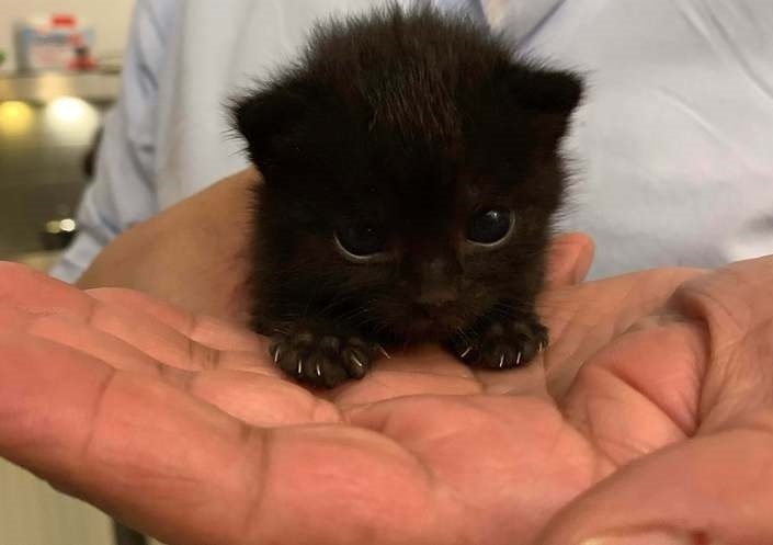 Мне 100 грамм чистой тьмы, пожалуйста... Вот. Держите. Мне 100 грамм чистой тьмы, пожалуйста... Вот. Держите.