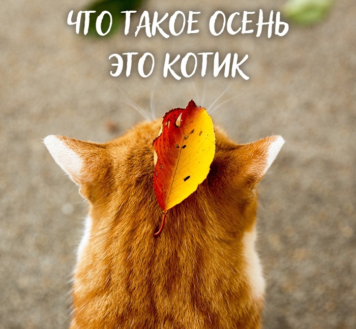 Слышите? Это Шевчук натягивает струны на гитару. Слышите? Это Шевчук натягивает струны на гитару.