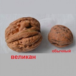 Грецкий орех Великан в скорлупе. Лучшая цена в сети! Грецкий орех Великан в скорлупе. Лучшая цена в сети!