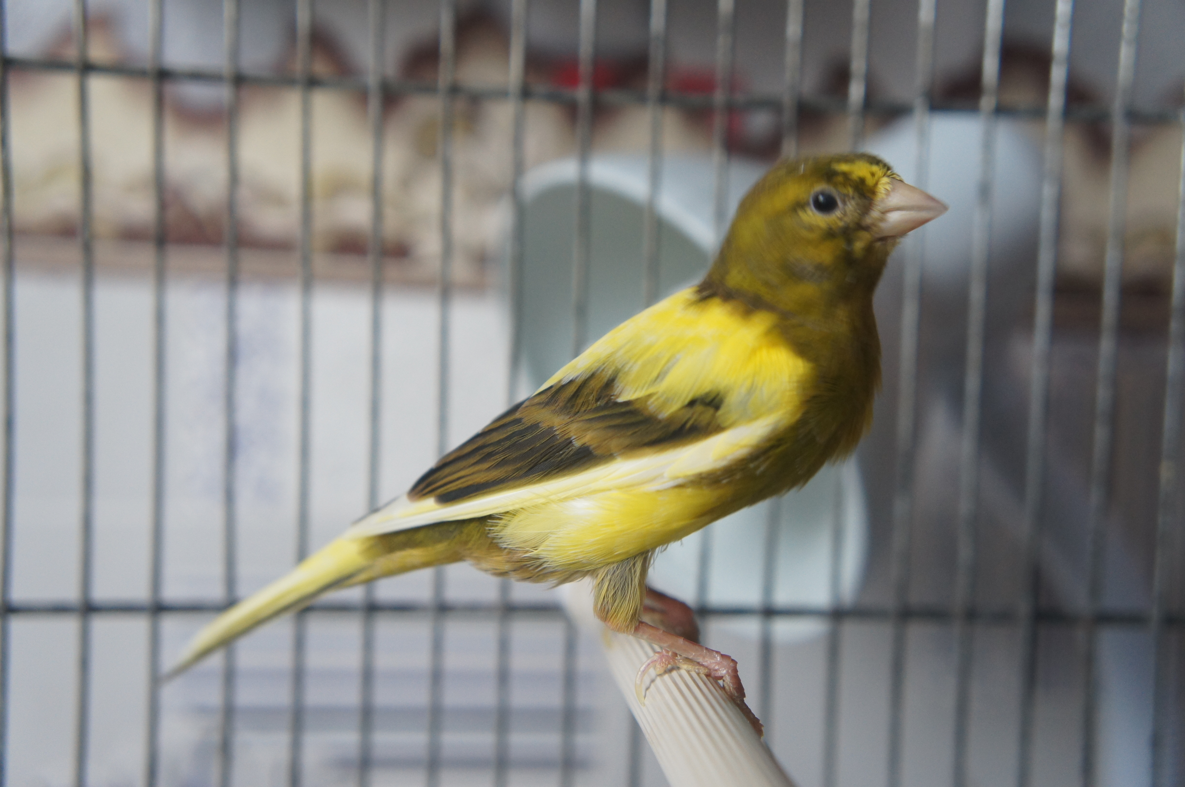 Продается канарейка (самка) Продается канарейка (самка)