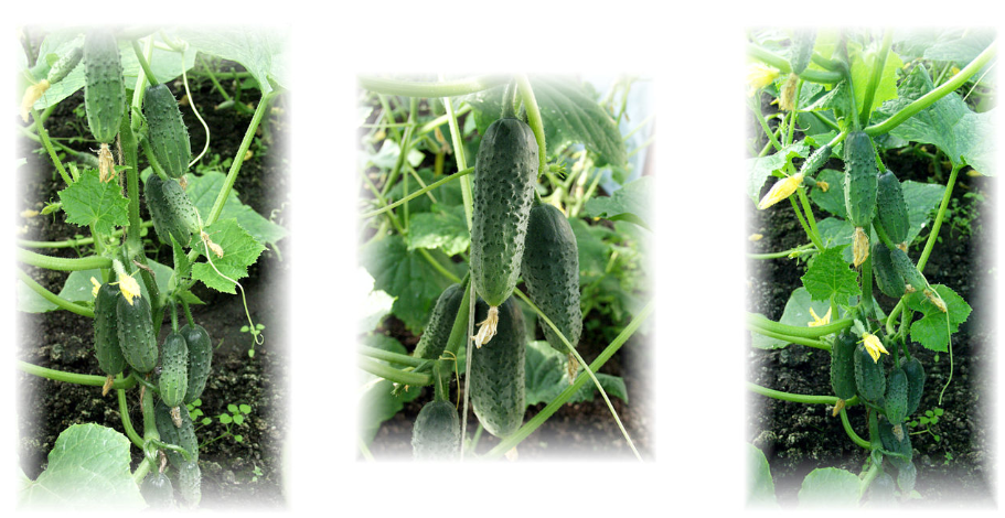 Одностебельные огурцы от Биотехники! Одностебельные огурцы от Биотехники!