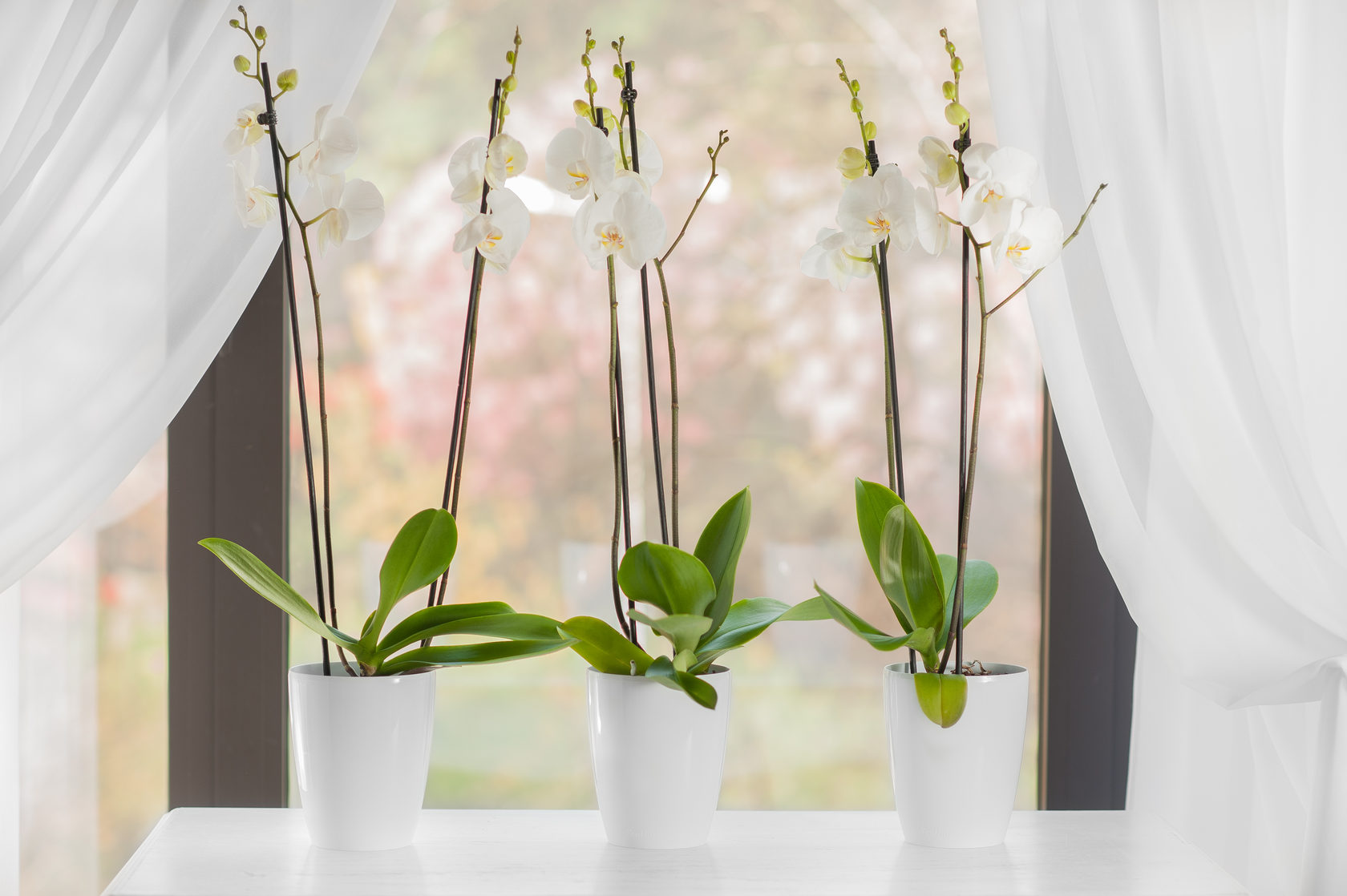 Стоп 22.10.Современные стильные горшки с системой автополива и контролем уровня воды.Сбор 7. Стоп 22.10.Современные стильные горшки с системой автополива и контролем уровня воды.Сбор 7.