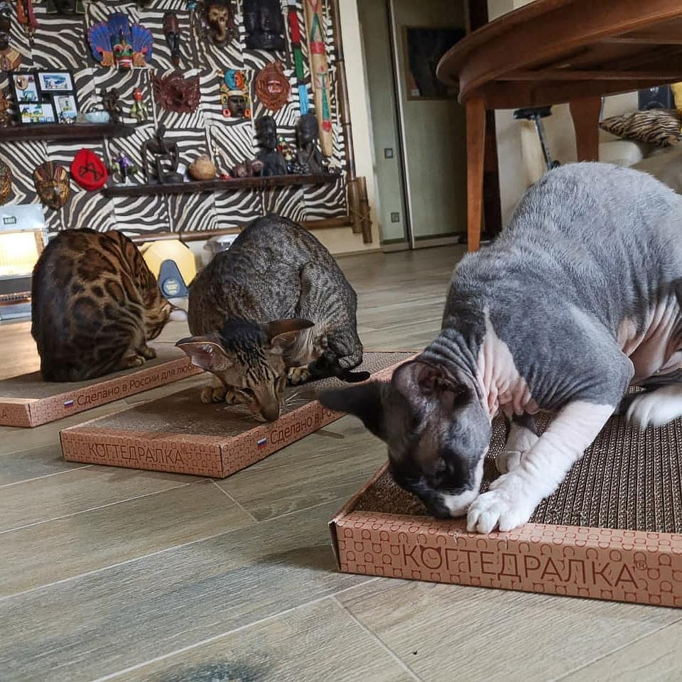 Сбор до 25.10. Когтеточка для котов, кошек и котят - порадуйте своего любимца. Решение всех проблем с ободранной мебелью, коврами, обоями-79-2 Сбор до 25.10. Когтеточка для котов, кошек и котят - порадуйте своего любимца. Решение всех проблем с ободранной мебелью, коврами, обоями-79-2