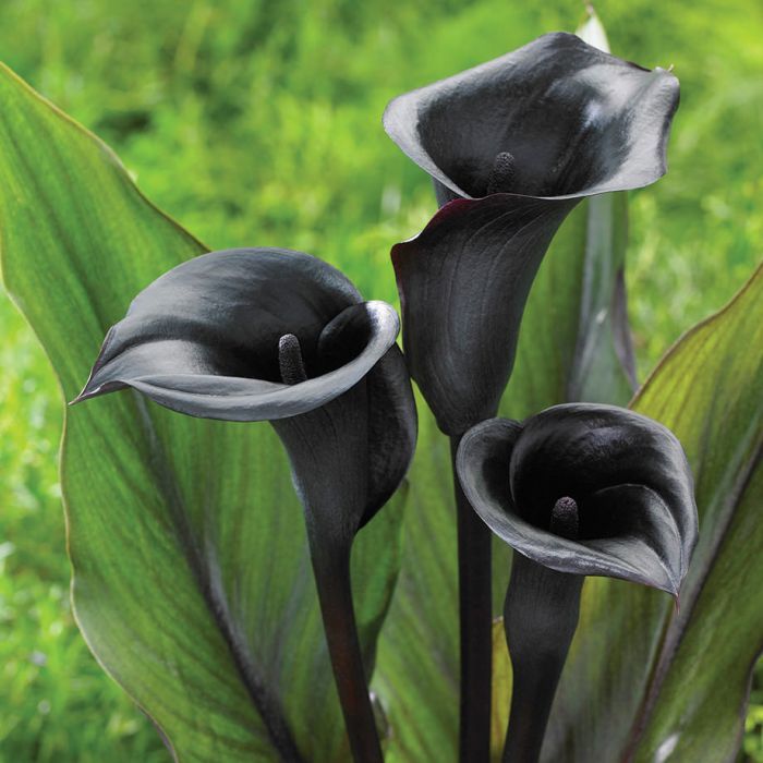 Предзаказ на весну 2020! Огромнейший выбор луковичных, лилий и многолетников! Лучшие проверенные сорта и новинки селекции от лидера российской селекции АФ По*и*ск Предзаказ на весну 2020! Огромнейший выбор луковичных, лилий и многолетников! Лучшие проверенные сорта и новинки селекции от лидера российской селекции АФ По*и*ск