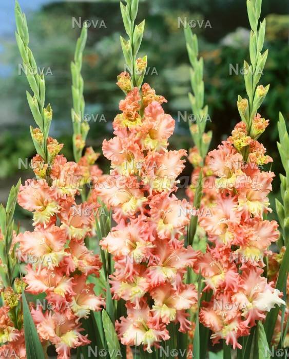 Гофрированный гладиолус - это уже настоящий пышный букет, а если таких гладиолусов несколько - это настоящий фейерверк цветов! Гофрированный гладиолус - это уже настоящий пышный букет, а если таких гладиолусов несколько - это настоящий фейерверк цветов!
